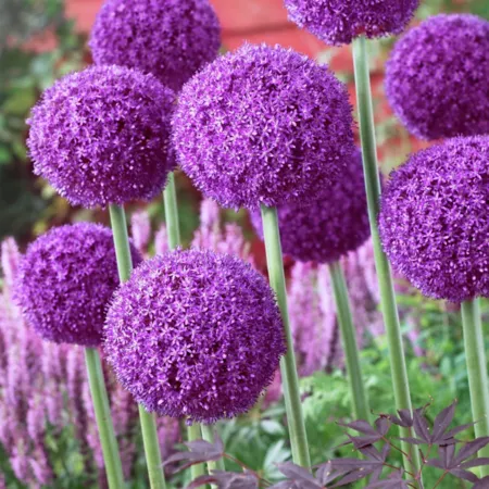 Van Zyverden Ambassador Allium Plant 3 bulbs Perennials