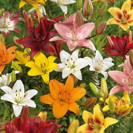 Van Zyverden Asiatic Lily Plant Mix 25 Bulbs Perennials