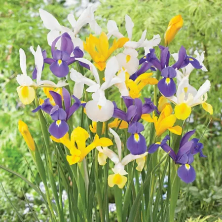 Van Zyverden Dutch Iris Plant Mix 50 Bulbs Perennials