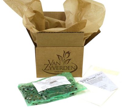 Image showing  Dutch Iris Plant Mix, 100 Bulbs