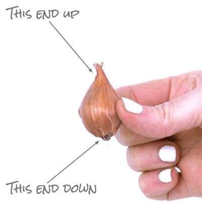 Image showing  Dutch Iris Plant Mix, 100 Bulbs