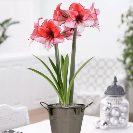 Van Zyverden Charisma Amaryllis Plant Kit with Handcrafted Decorative Flower Pot Perennials