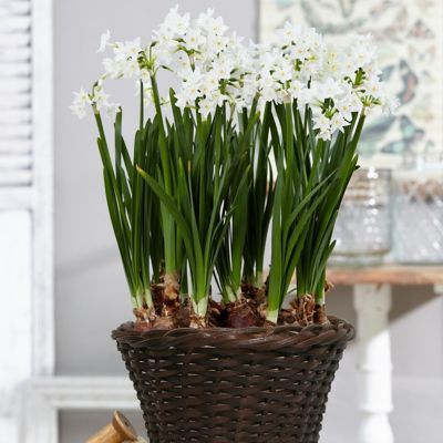 Van Zyverden Ziva Paperwhite Plant Kit with 7 in. Round Tabletop Rattan Basket, 6 Bulbs