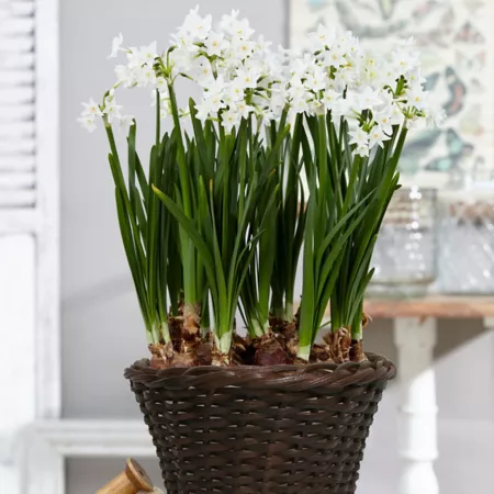 Van Zyverden Ziva Paperwhite Plant Kit with 7" Round Rattan Tabletop Basket 6 Bulbs Perennials