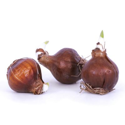 Image showing  Ziva Paperwhite Plant Kit with 7 in. Round Tabletop Rattan Basket, 6 Bulbs