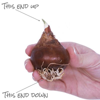 Image showing  Ziva Paperwhite Plant Kit with 7 in. Round Tabletop Rattan Basket, 6 Bulbs