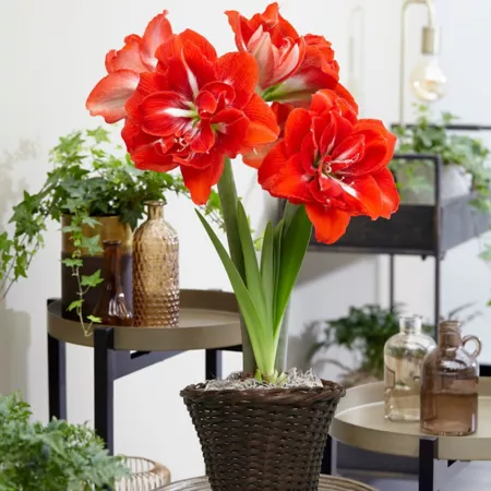 Van Zyverden Happy Nymph Amaryllis Plant Kit with 7" Round Rattan Tabletop Basket Perennials