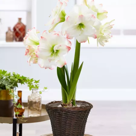 Van Zyverden Amadeus Candy Amaryllis Plant Kit with 7" Round Rattan Tabletop Basket Perennials