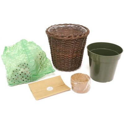 Image showing  Amadeus Candy Amaryllis Plant Kit with 7 in. Round Tabletop Rattan Basket