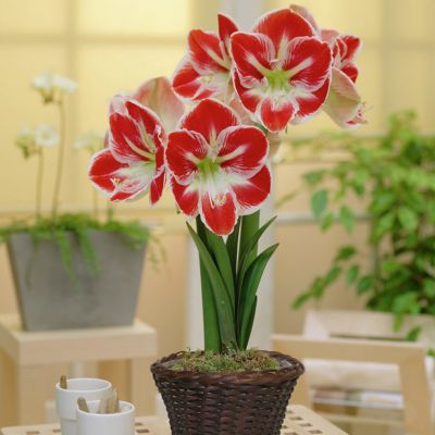 Van Zyverden Prelude Amaryllis Plant Kit with 7 in. Round Tabletop Rattan Basket