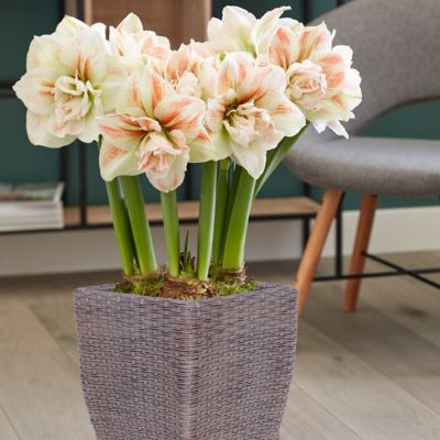 Van Zyverden Amaryllis Nymph Floor Planter Kit with Faux Rattan Planter, Planting Medium and Gloves, 3 Bulbs