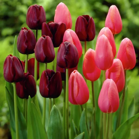 Van Zyverden Park Avenue Blend Tulip Plant Blend 15 Bulbs Perennials