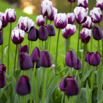 Van Zyverden Rem's Favorite Blend Tulip Plant Mix, 15 Bulbs