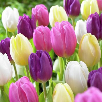 Van Zyverden Easter Basket Tulip Plant Mix, 25 Bulbs