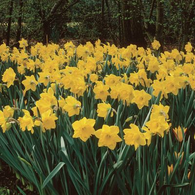 Van Zyverden Classic Improved King Alfred Type Daffodil Plant, 25 Bulbs