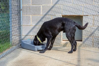 Image showing  Dash 3.5 Watering System with Dakota Guard Antimicrobial - Dark Granite