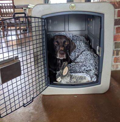 Image showing  G3 Framed Door Dog Kennel with Dakota Guard Antimicrobial, Medium, Coyote Granite