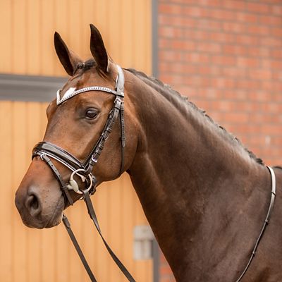 Image showing  Grayson Classic Dressage Ergonomic Bridle