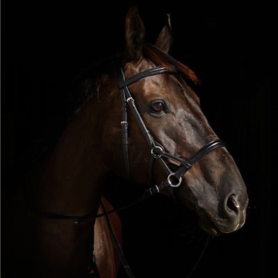 Image showing  Denver Bitless English Bridle