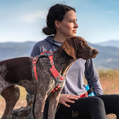 Image showing  Journey Air Dog Harness