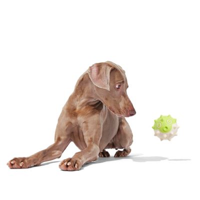 Image showing  Throwfish Dog Fetch Toy