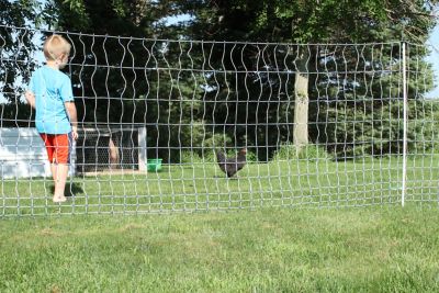 Image showing  48 in. x 82 ft. Electric Poultry Netting All-in-1 Solar Kit