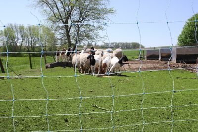 Image showing  42 in. x 164 ft. Electric Netting All-in-1 Solar Fence Kit