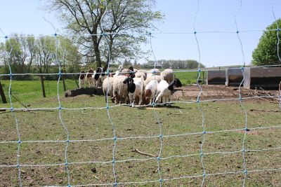 Image showing  48 in. x 164 ft. Positive/Negative Electric Sheep and Goat Netting