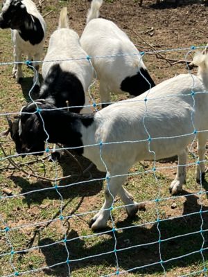 Image showing  48 in. x 164 ft. Positive/Negative Electric Sheep and Goat Netting