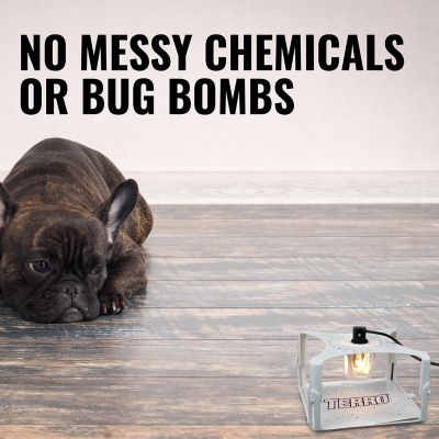 Image showing 7 th TERRO Refillable Flea Trap