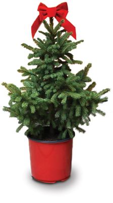 Dutchman Tree Farms Black Hills Spruce 