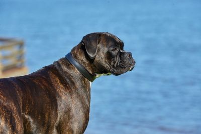Image showing  Padded Leather Dog Collar