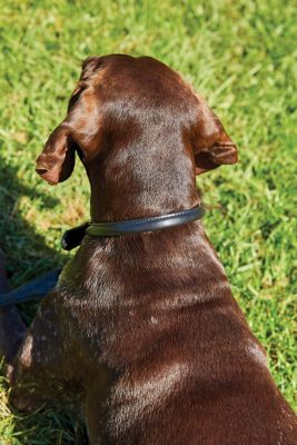 Image showing  Rolled Leather Dog Collar