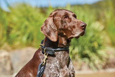 Weatherbeeta Rolled Leather Dog Collar – Lederhalsband Für Hunde, Large, Teal, Mit Messingbeschlägen