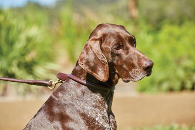Image showing 1 th WeatherBeeta Rolled Leather Dog Collar