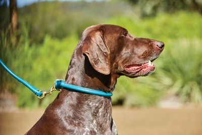 Image showing  Rolled Leather Dog Collar