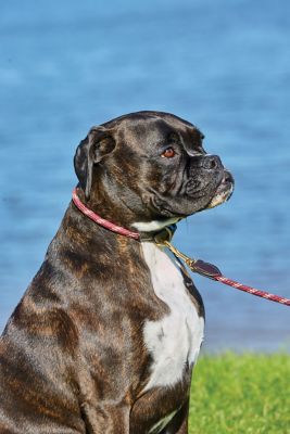 Image showing  Rope Leather Dog Collar