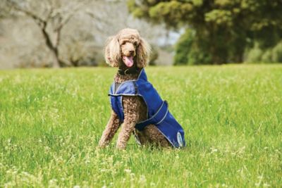Image showing  ComFiTec Windbreaker Free Deluxe Dog Coat