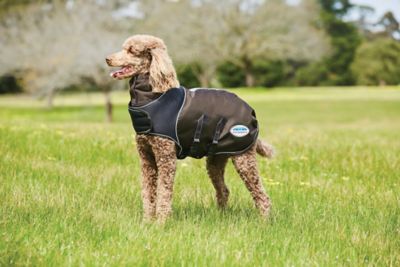 Weatherbeeta dog coat clearance sale