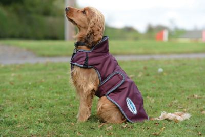 Image showing 1 th WeatherBeeta ComFiTec Windbreaker Free Deluxe Dog Coat