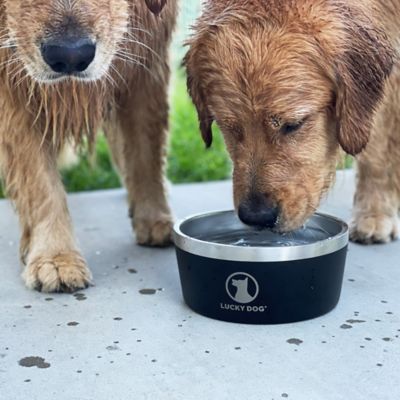 Image showing  Double Wall Non Slip Stainless Steel Dog Bowl, 8 Cups, 1-Pack