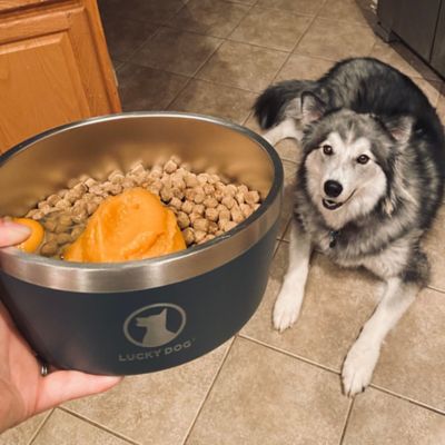 Image showing 9 th Lucky Dog Double Wall Non Slip Stainless Steel Dog Bowl, 8 Cups, 1-Pack