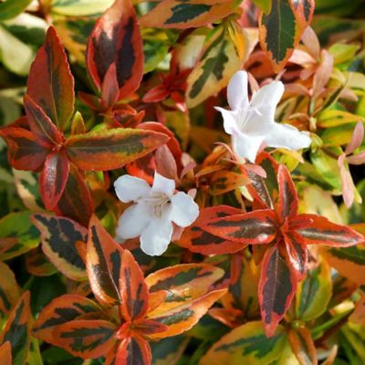 Southern Living 2 gal. Abelia 'Kaleidoscope' Evergreen Shrub