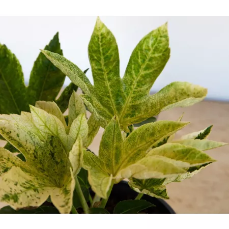 Southern Living 2 gal Cobweb Fatsia Plant in Pot Perennials