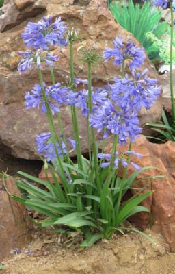 Southern Living Purple Ever Sapphire Agapanthus Plant