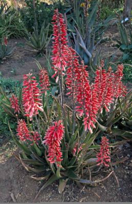 Southern Living Aloe 'safari Rose' PP28002, 03052TSL
