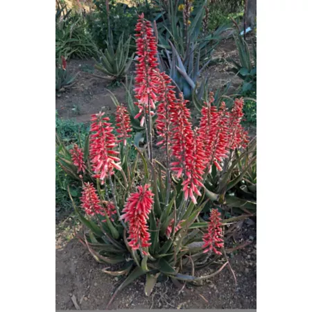 Southern Living 2 gal Pink Safari Pink Aloe Plant in Pot Perennials