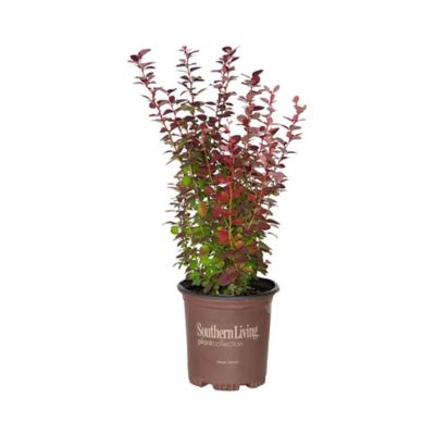 Southern Living 2 gal. Barberry 'Orange Rocket' Shrub