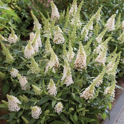 Proven Winners 2 gal. Pugster White Buddleia Butterfly Bush