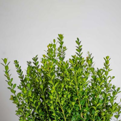 Southern Living 2 gal. Potted Boxwood Baby Gem Shrub